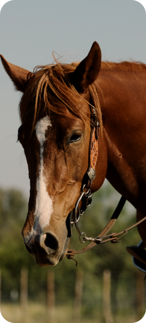 Chestnut horse wearing a Western bridle standing in front of a fence