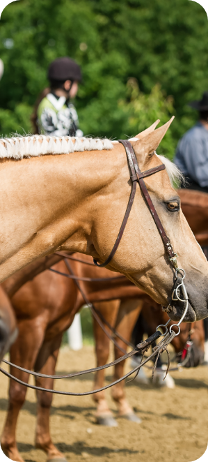 Palomino horse wearing a Western bridle waits for a show to start